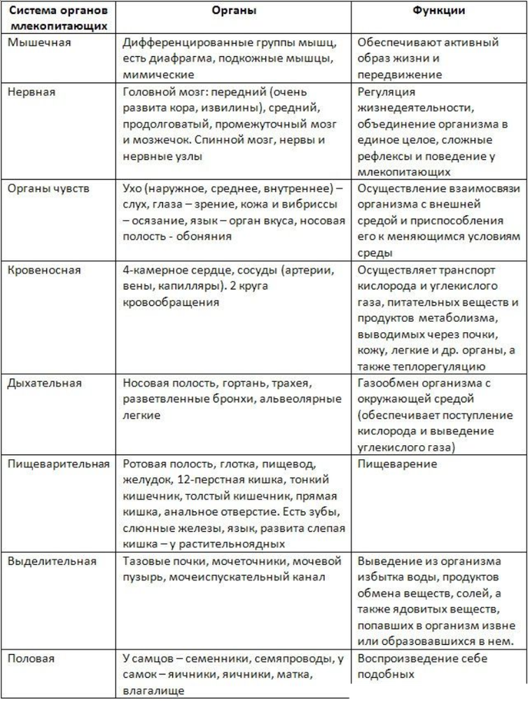 Внутреннее строение млекопитающих