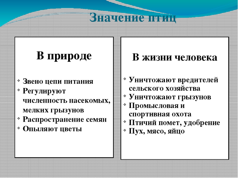 Значение птиц в природе и жизни человека