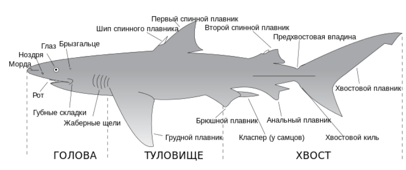 Особенности внешнего и внутреннего строения, жизнедеятельности хрящевых рыб