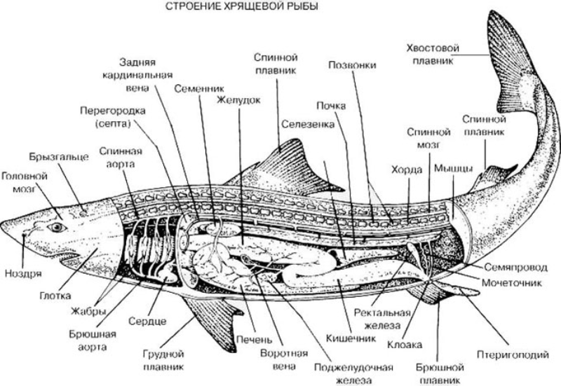 Особенности внешнего и внутреннего строения, жизнедеятельности хрящевых рыб