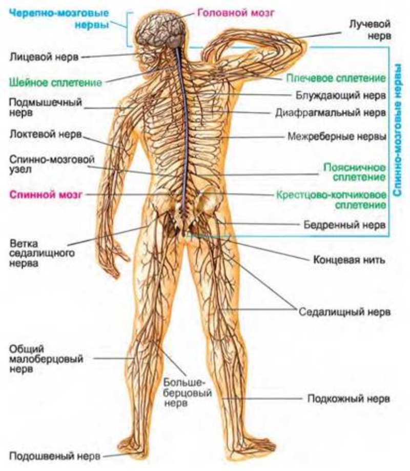 Особенности нервной системы человека