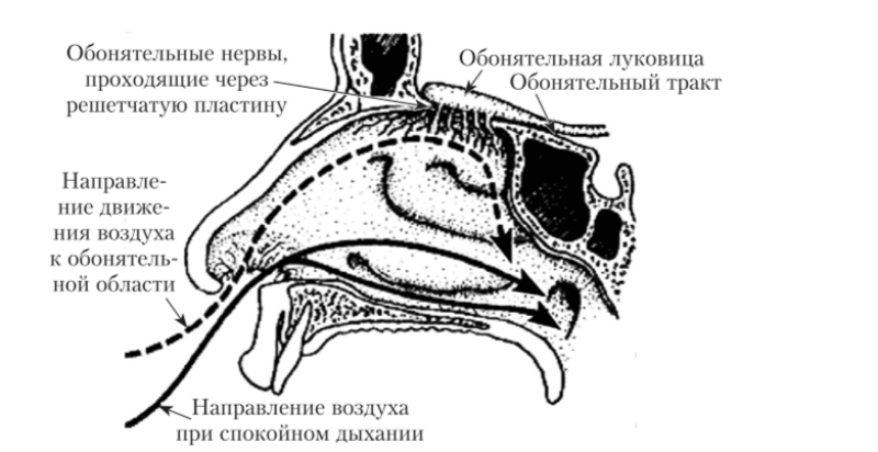 Обонятельный анализатор картинки