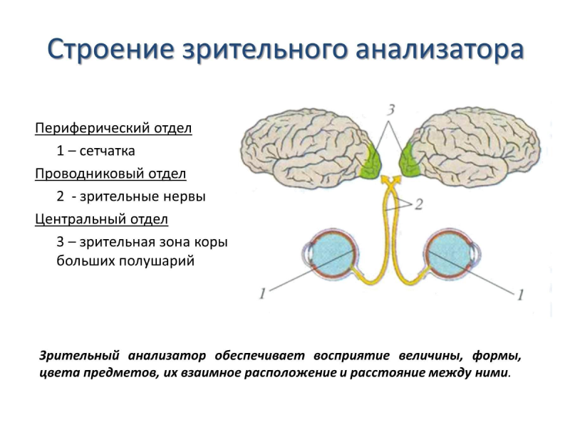 Обонятельный анализатор фото