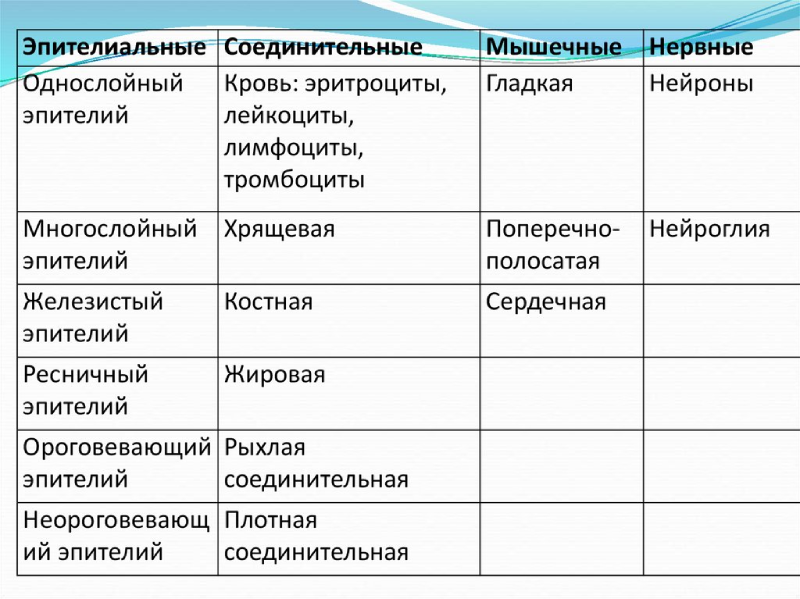 Виды тканей животных, их особенности, значение и основные функции