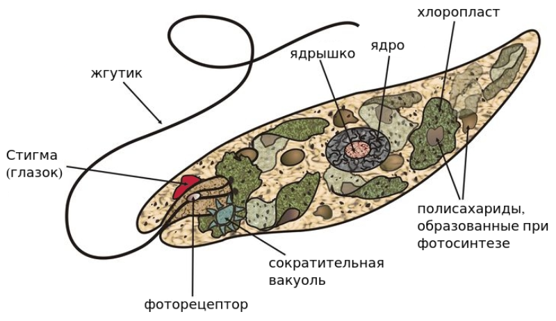 Особенности органоидов эвглены