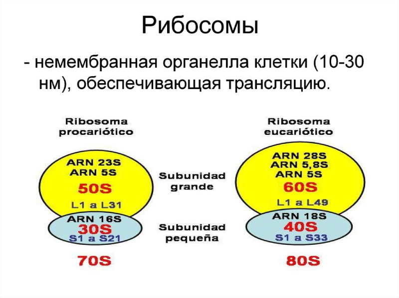 Особенности строения рибосом