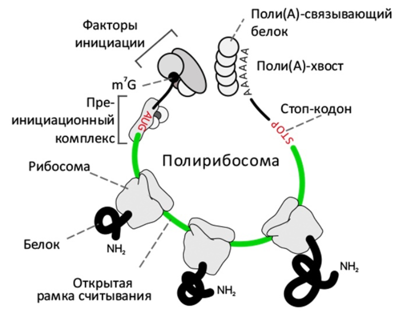 Какова роль цитоплазмы в биосинтезе белка