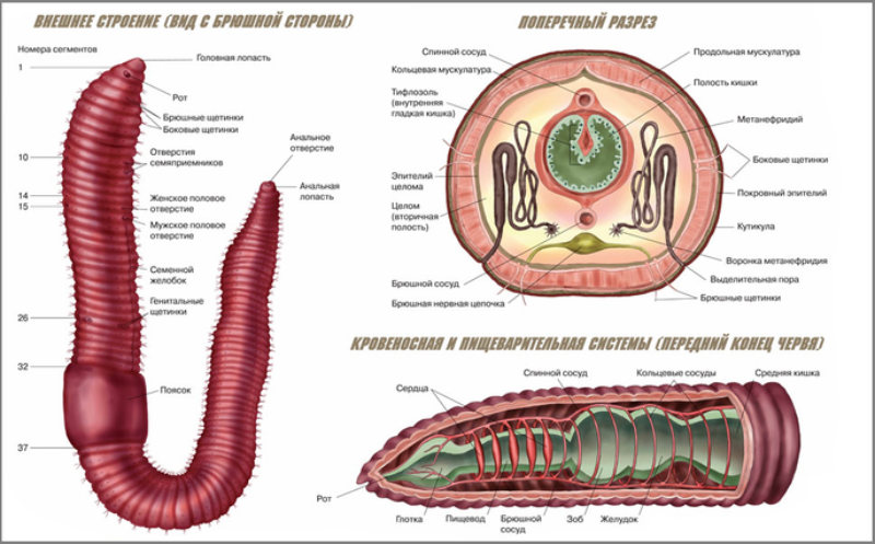 Особенности строения дождевого червя