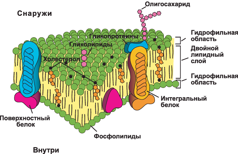 Плазматическая мембрана