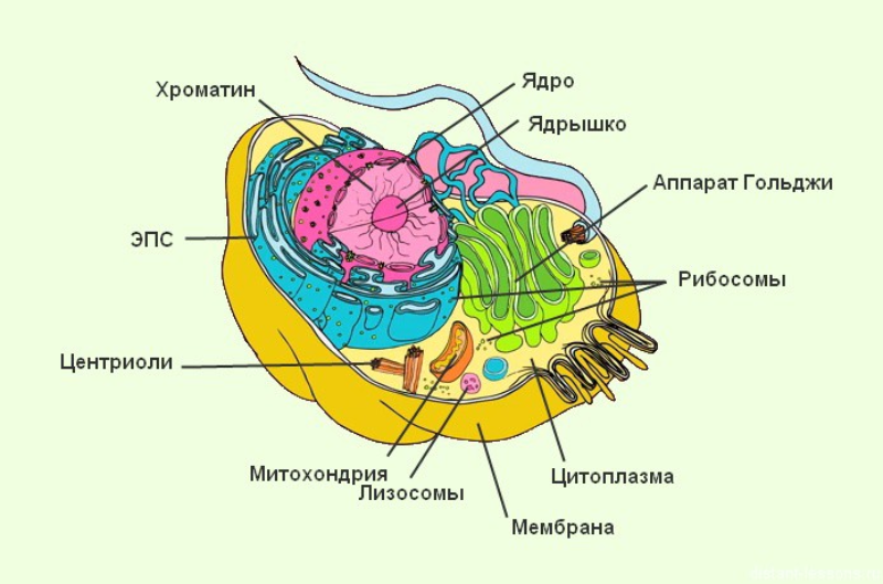 Биология клетки — Викиучебник